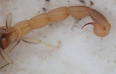 Uroplectes planimanus