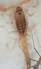 Uroplectes planimanus