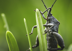 Physomerus grossipes