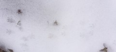 Tamias striatus