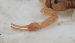 Uroplectes planimanus