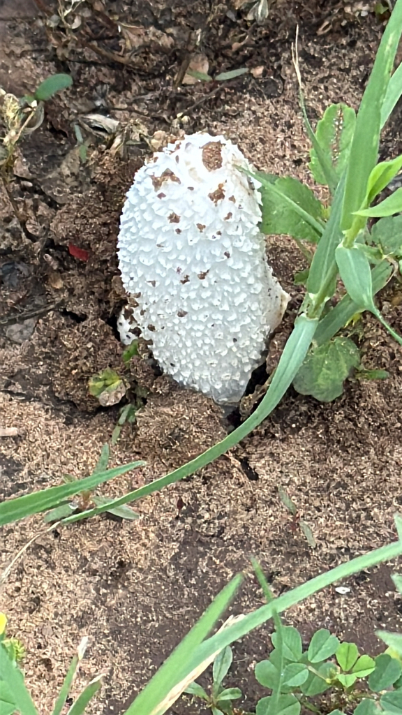 Coprinus comatus · April 2026 · photo: © garyrogers98031 (iNaturalist, cc-by)