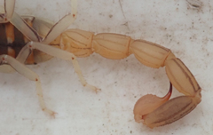 Uroplectes planimanus