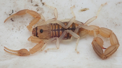 Uroplectes planimanus