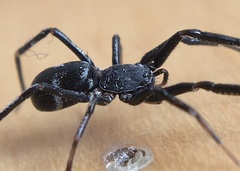 Liophrurillus flavitarsis