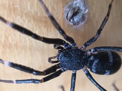 Liophrurillus flavitarsis