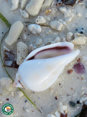 Gibberulus gibberulus