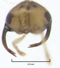 Odontofroggatia galili