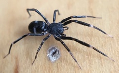Liophrurillus flavitarsis