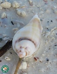 Gibberulus gibberulus