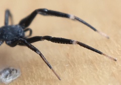 Liophrurillus flavitarsis