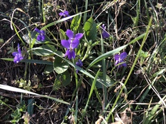 Viola hirta