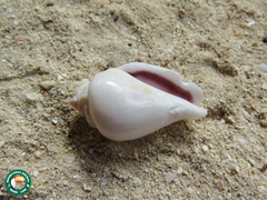 Gibberulus gibberulus