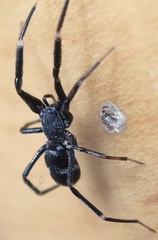 Liophrurillus flavitarsis