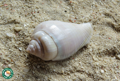 Gibberulus gibberulus