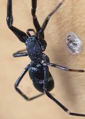 Liophrurillus flavitarsis