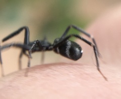 Liophrurillus flavitarsis