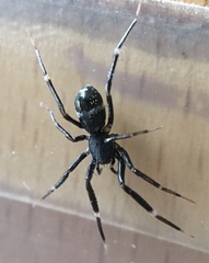 Liophrurillus flavitarsis