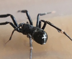 Liophrurillus flavitarsis