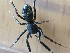 Liophrurillus flavitarsis