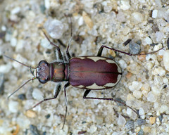 Cicindela scutellaris lecontei