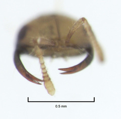 Odontofroggatia galili