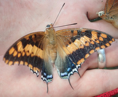 Charaxes saturnus saturnus