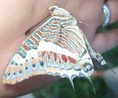 Charaxes saturnus saturnus