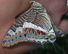 Charaxes saturnus saturnus