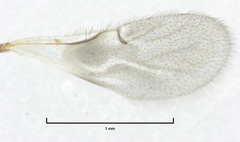 Odontofroggatia galili