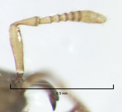 Odontofroggatia galili