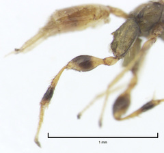 Odontofroggatia galili