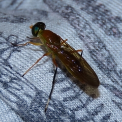 Ptecticus testaceus