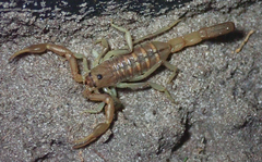 Uroplectes planimanus