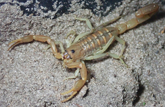 Uroplectes planimanus