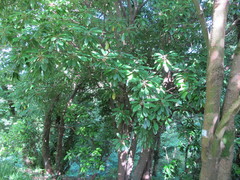 Daphniphyllum macropodum