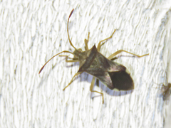 Gonocerini