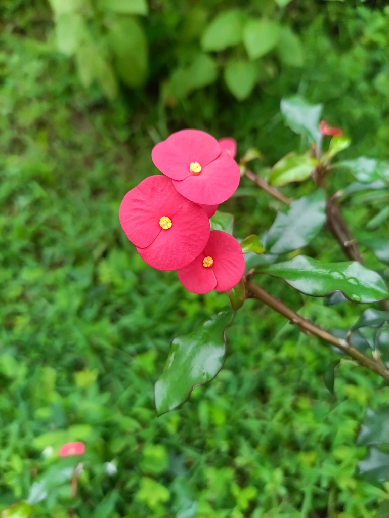 Euphorbia geroldii Rauh 2