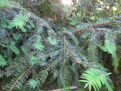 Torreya nucifera