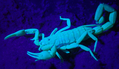 Uroplectes planimanus