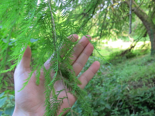 tisovec mexický (Taxodium mucronatum)