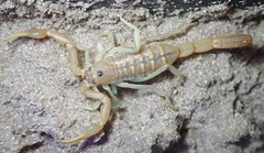 Uroplectes planimanus