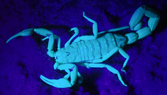 Uroplectes planimanus