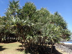 Pandanus utilis image