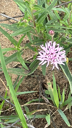 Palafoxia rosea, photograph 5