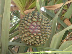 Pandanus utilis image