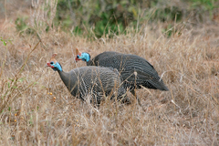 Numida meleagris reichenowi