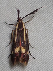 Eretmocera
