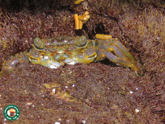 Grapsus fourmanoiri