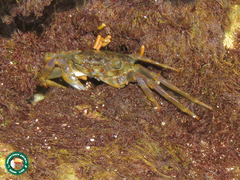 Grapsus fourmanoiri